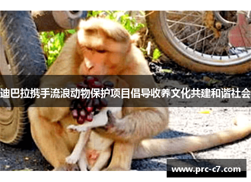 迪巴拉携手流浪动物保护项目倡导收养文化共建和谐社会